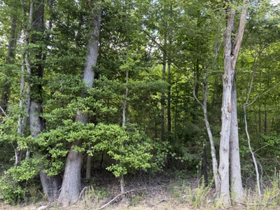 Land For Sale In Tn, 5.64 Acres+/- In Mcnairy County, Tn - image 14