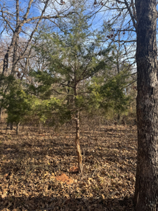 258.8 Acres: 16351 Box Rd, Lexington, OK 73051 - Cleveland County - image 13