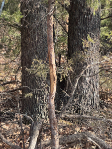 258.8 Acres: 16351 Box Rd, Lexington, OK 73051 - Cleveland County - image 12