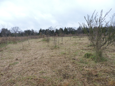 15 Acres of Land for Sale w/ MOUNTAIN VIEWS - image 3