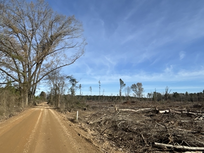 Cleared Land W/ Pond W/ Road in Calhoun County, Arkansas for sale - image 10