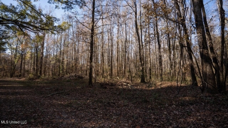84.5 Acres in Woodville, MS on Hwy 24 with Creeks - image 22