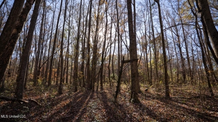 84.5 Acres in Woodville, MS on Hwy 24 with Creeks - image 29