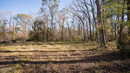 84.5 Acres in Woodville, MS on Hwy 24 with Creeks - image 8