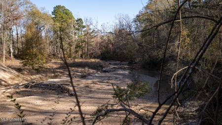 84.5 Acres in Woodville, MS on Hwy 24 with Creeks - image 19
