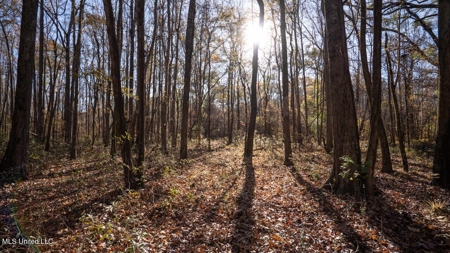 84.5 Acres in Woodville, MS on Hwy 24 with Creeks - image 28