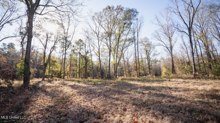 84.5 Acres in Woodville, MS on Hwy 24 with Creeks - image 11