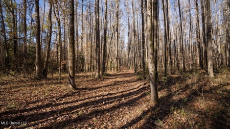 84.5 Acres in Woodville, MS on Hwy 24 with Creeks - image 24