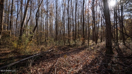 84.5 Acres in Woodville, MS on Hwy 24 with Creeks - image 27