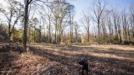 84.5 Acres in Woodville, MS on Hwy 24 with Creeks - image 10