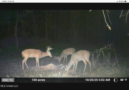 84.5 Acres in Woodville, MS on Hwy 24 with Creeks - image 45
