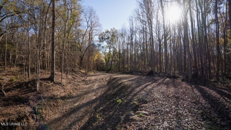84.5 Acres in Woodville, MS on Hwy 24 with Creeks - image 21