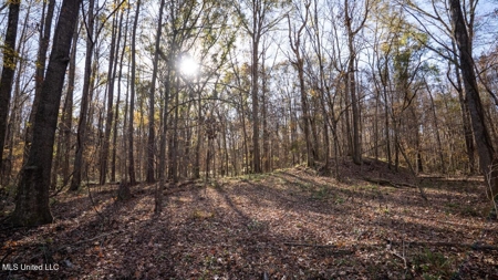 84.5 Acres in Woodville, MS on Hwy 24 with Creeks - image 17