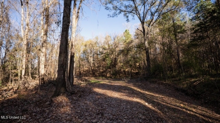 84.5 Acres in Woodville, MS on Hwy 24 with Creeks - image 23