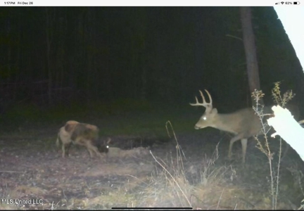 84.5 Acres in Woodville, MS on Hwy 24 with Creeks - image 43