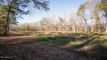 84.5 Acres in Woodville, MS on Hwy 24 with Creeks - image 5