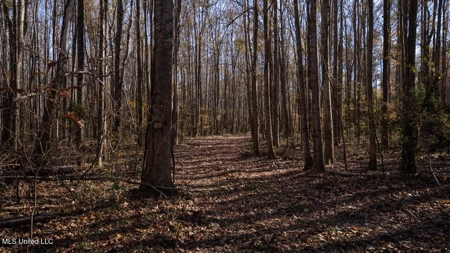 84.5 Acres in Woodville, MS on Hwy 24 with Creeks - image 26
