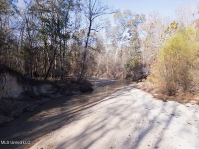 84.5 Acres in Woodville, MS on Hwy 24 with Creeks - image 3