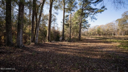 84.5 Acres in Woodville, MS on Hwy 24 with Creeks - image 7
