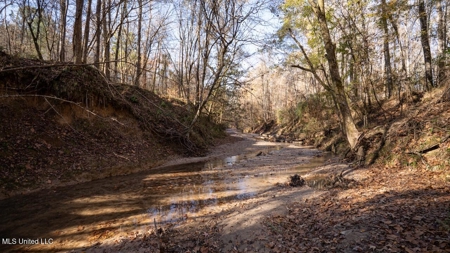 84.5 Acres in Woodville, MS on Hwy 24 with Creeks - image 32