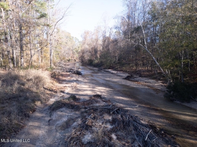 84.5 Acres in Woodville, MS on Hwy 24 with Creeks - image 2