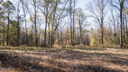 84.5 Acres in Woodville, MS on Hwy 24 with Creeks - image 9
