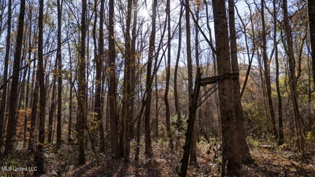 84.5 Acres in Woodville, MS on Hwy 24 with Creeks - image 30