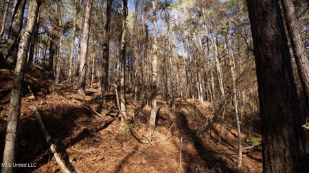 84.5 Acres in Woodville, MS on Hwy 24 with Creeks - image 38