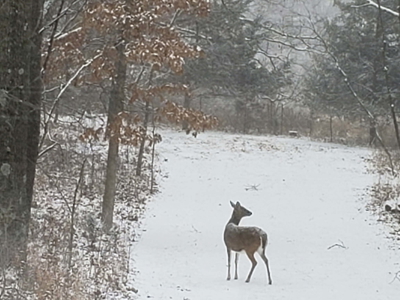 Putnam County Country Home and 158 Acres For Sale - image 12