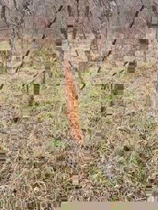 Putnam County Country Home and 158 Acres For Sale - image 32