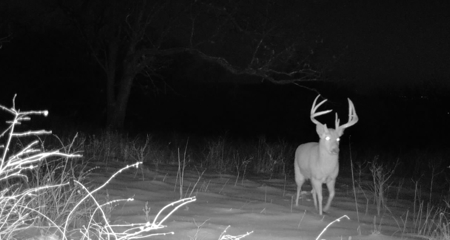 Carroll County 172+ Acre Farm and Hunting Property For Sale - image 47