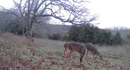 Carroll County 172+ Acre Farm and Hunting Property For Sale - image 49