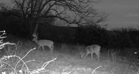 Carroll County 172+ Acre Farm and Hunting Property For Sale - image 48