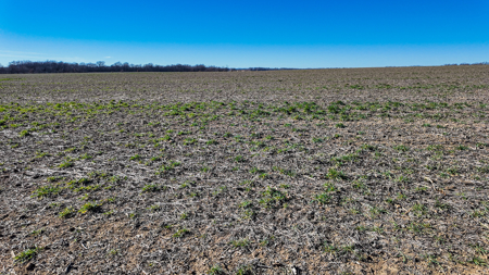 230+\- acres for auction Lamar MO - image 7