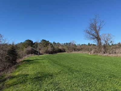 183 Acres for Sale in Moundville, Alabama - image 7
