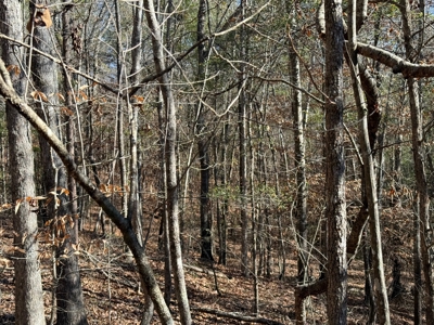 183 Acres for Sale in Moundville, Alabama - image 19