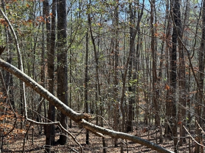 183 Acres for Sale in Moundville, Alabama - image 20