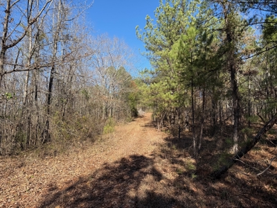 183 Acres for Sale in Moundville, Alabama - image 36