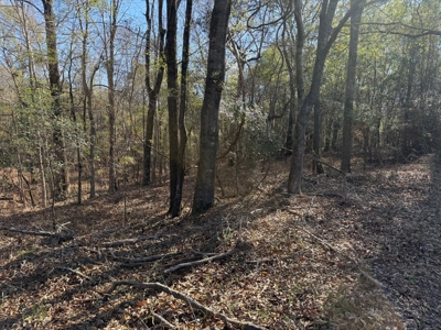 183 Acres for Sale in Moundville, Alabama - image 11