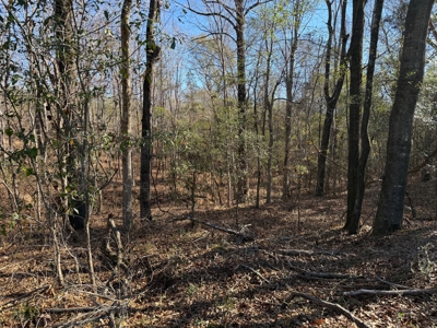 183 Acres for Sale in Moundville, Alabama - image 8