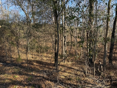 183 Acres for Sale in Moundville, Alabama - image 10