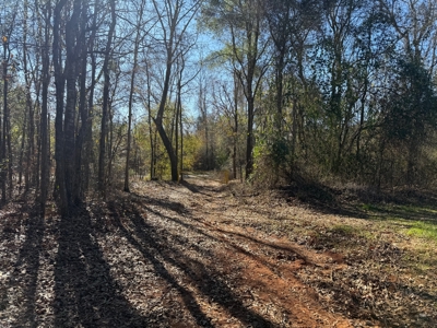 183 Acres for Sale in Moundville, Alabama - image 6