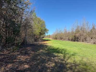 183 Acres for Sale in Moundville, Alabama - image 16