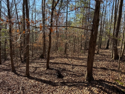 183 Acres for Sale in Moundville, Alabama - image 31