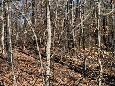 183 Acres for Sale in Moundville, Alabama - image 18