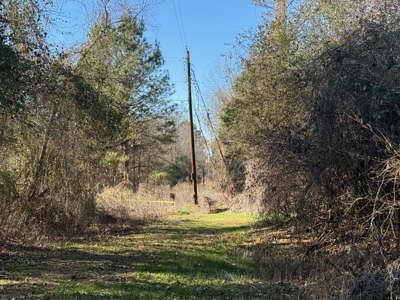 183 Acres for Sale in Moundville, Alabama - image 5