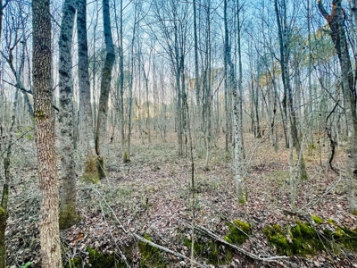 Recreation and Hunting Land in Burnsville, MS Prentiss Co., MS - image 8