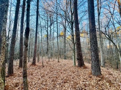 Recreation and Hunting Land in Burnsville, MS Prentiss Co., MS - image 9
