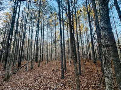 Recreation and Hunting Land in Burnsville, MS Prentiss Co., MS - image 22