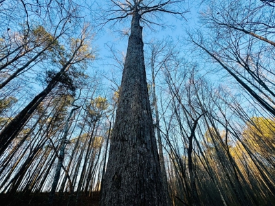 Recreation and Hunting Land in Burnsville, MS Prentiss Co., MS - image 7